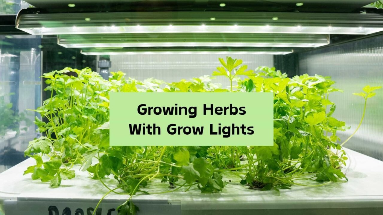 Growing Herbs With Grow Lights