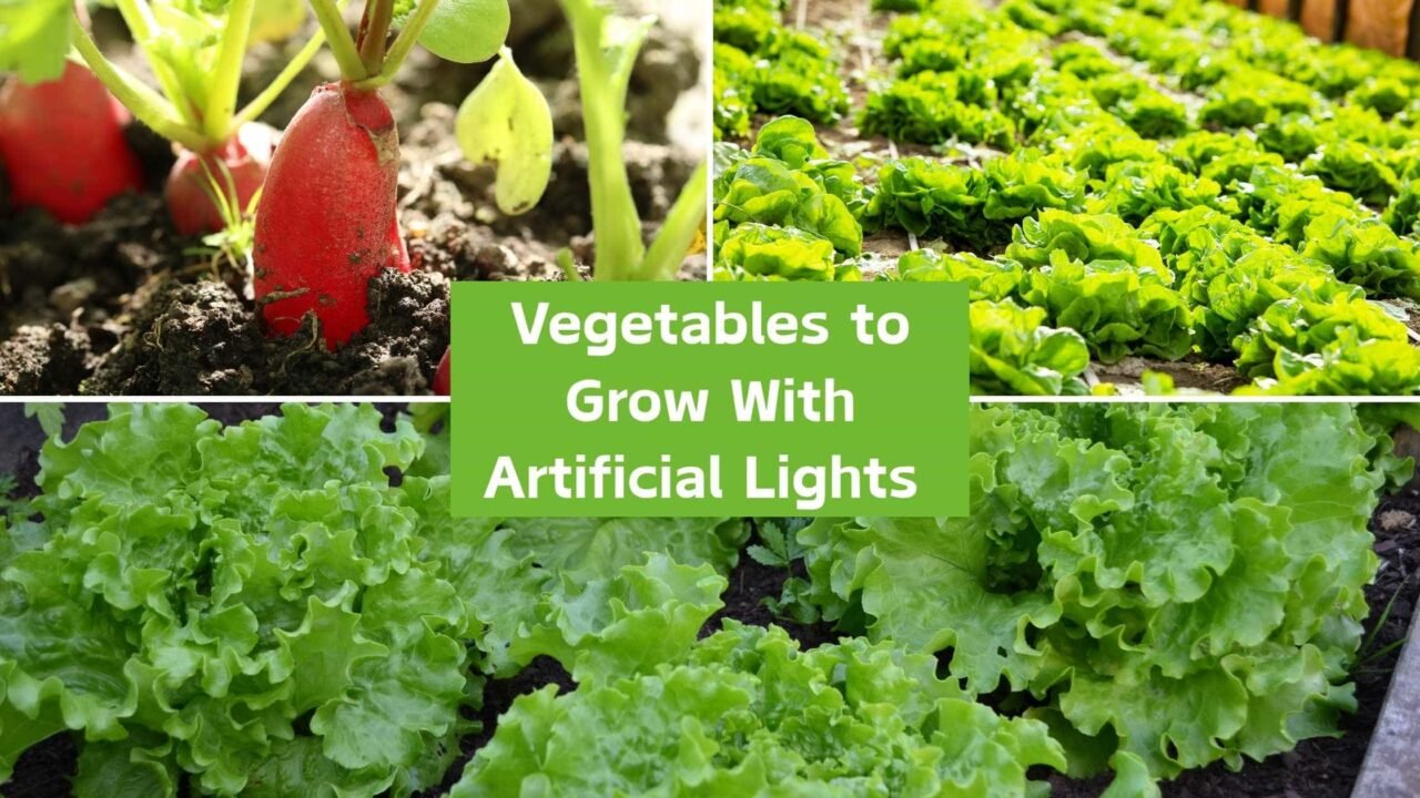 Best Vegetables to Grow With Artificial Lights