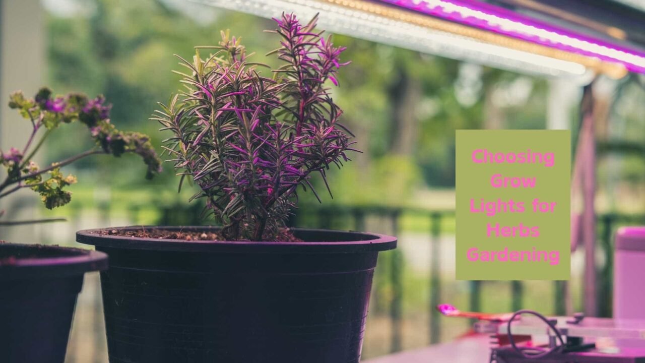 Best Grow Lights for Growing Herbs