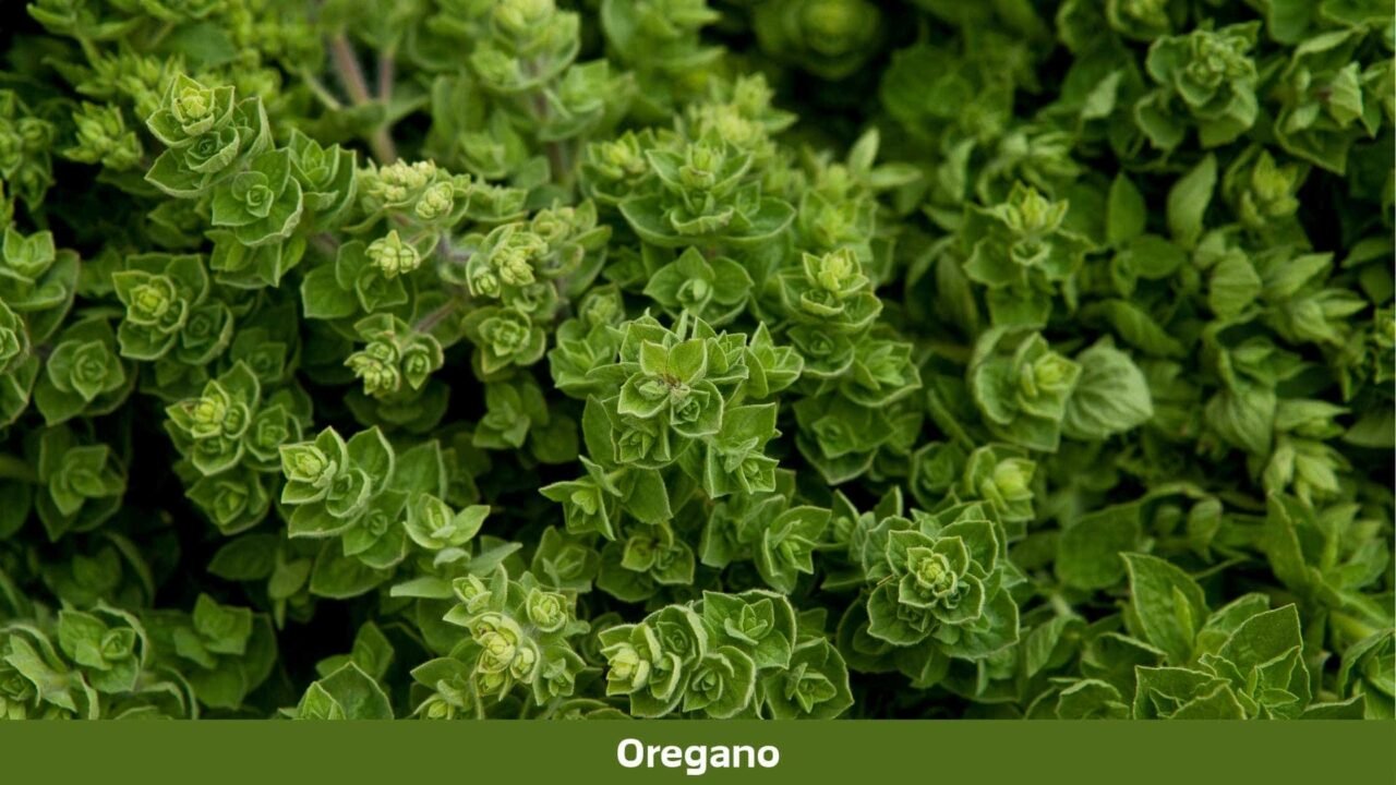 Oregano Plant