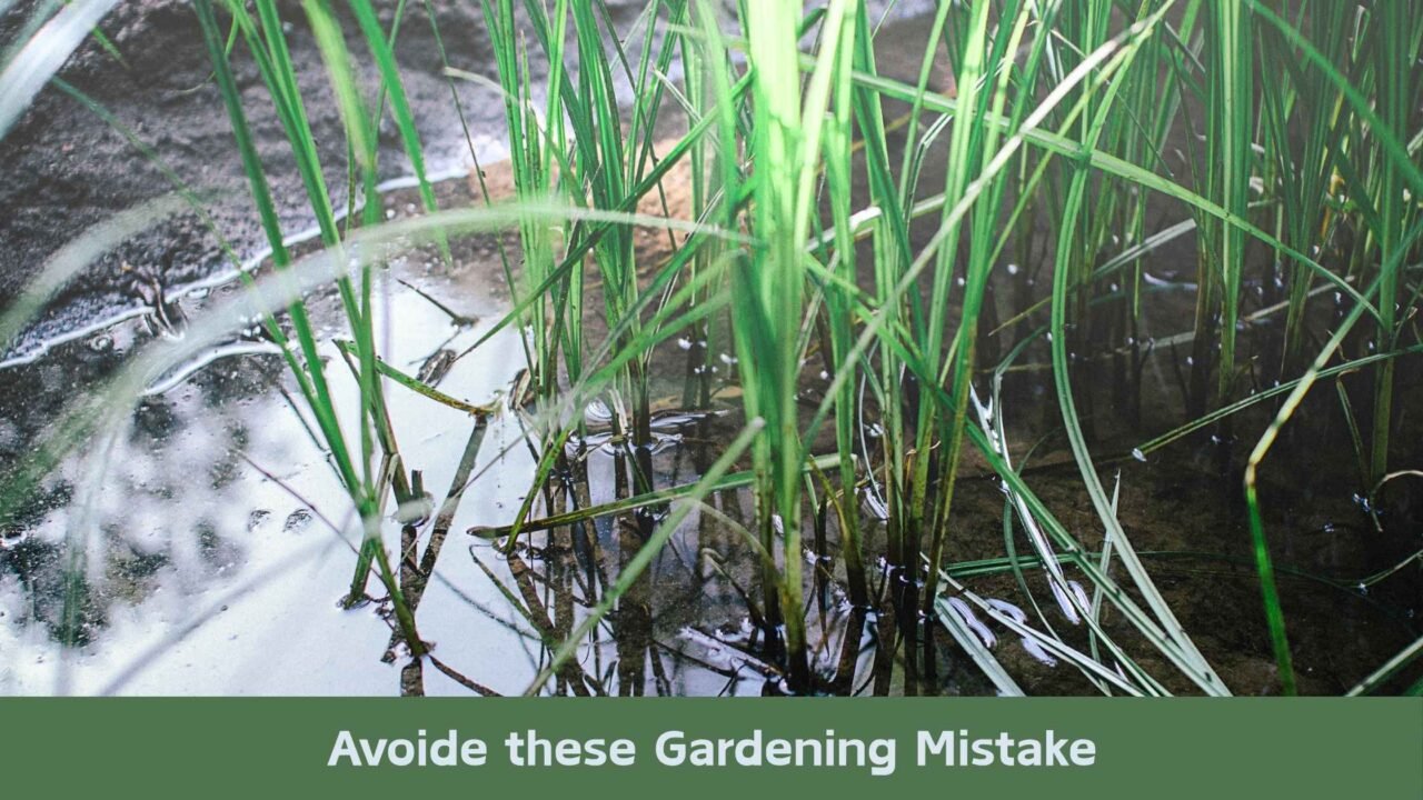 Gardening Mistakes to Avoid