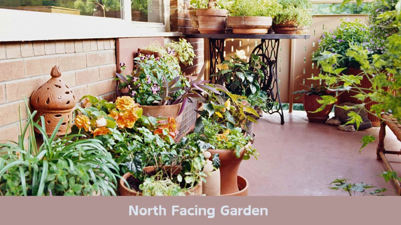 Best Edible Plants for North-Facing Garden or Balcony