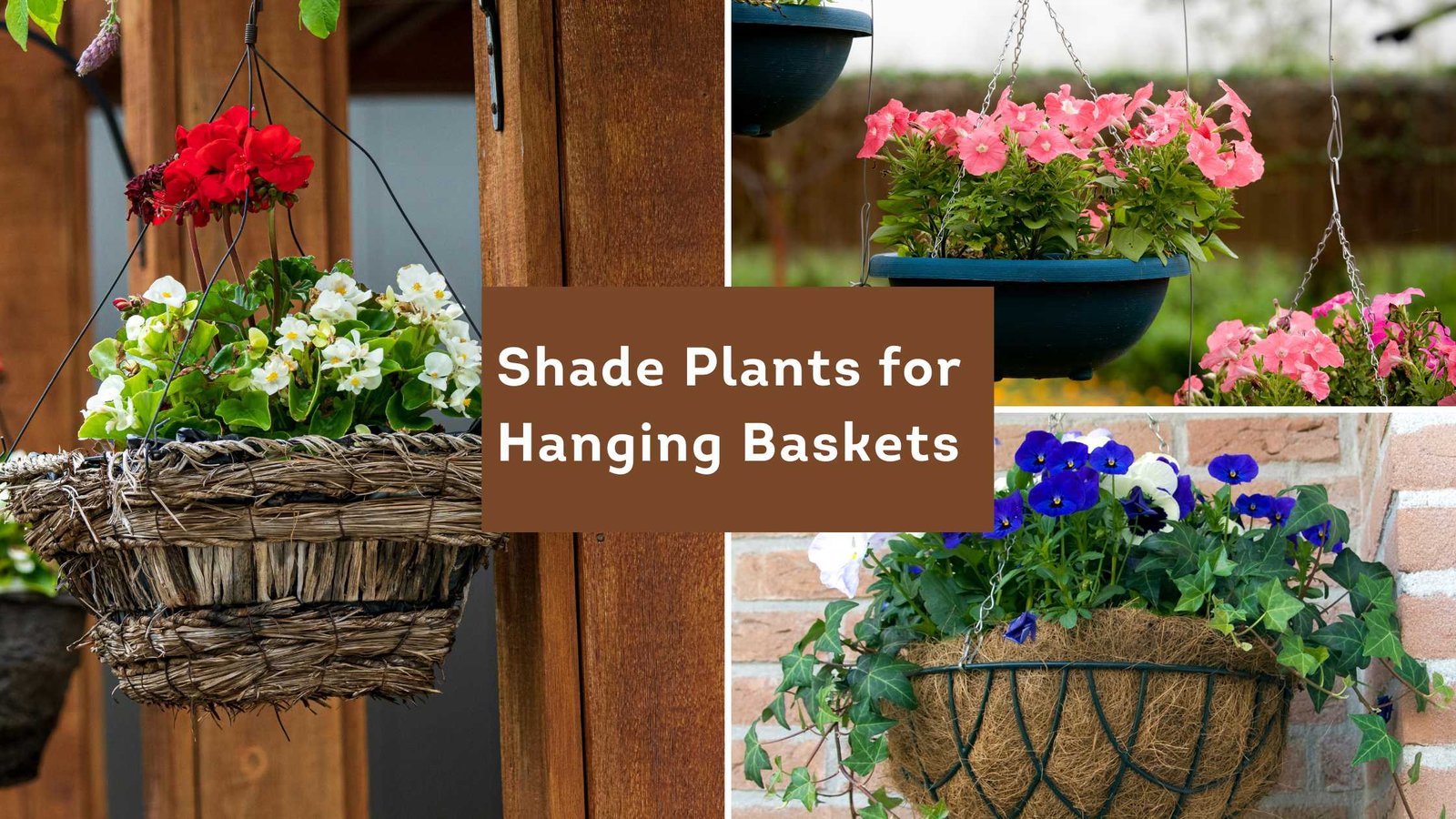 Low Maintenance Shade Plants for Hanging Baskets