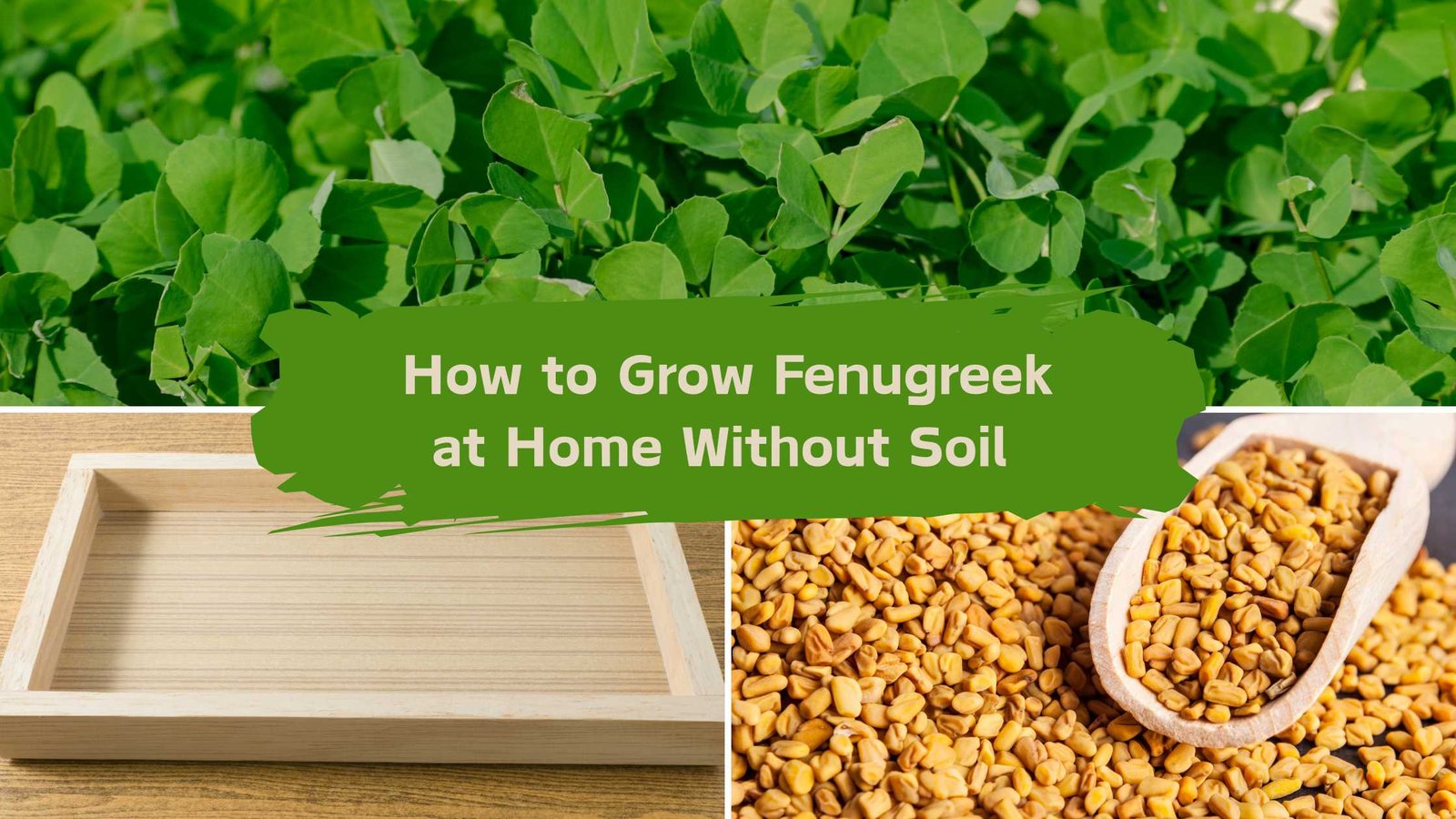 How to Grow Fenugreek at Home Without Soil
